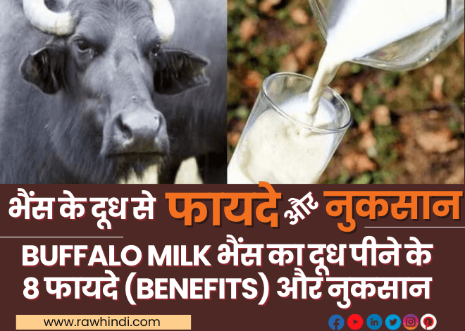 WellHealthOrganic Buffalo Milk Tag : जानिए स्वास्थ्य के लिए कैसा है? भैंस के दूध के Benefits और Side Effects के बारे में पढ़े